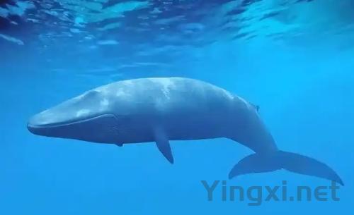 世界之最动物篇 世界十大动物之最排名